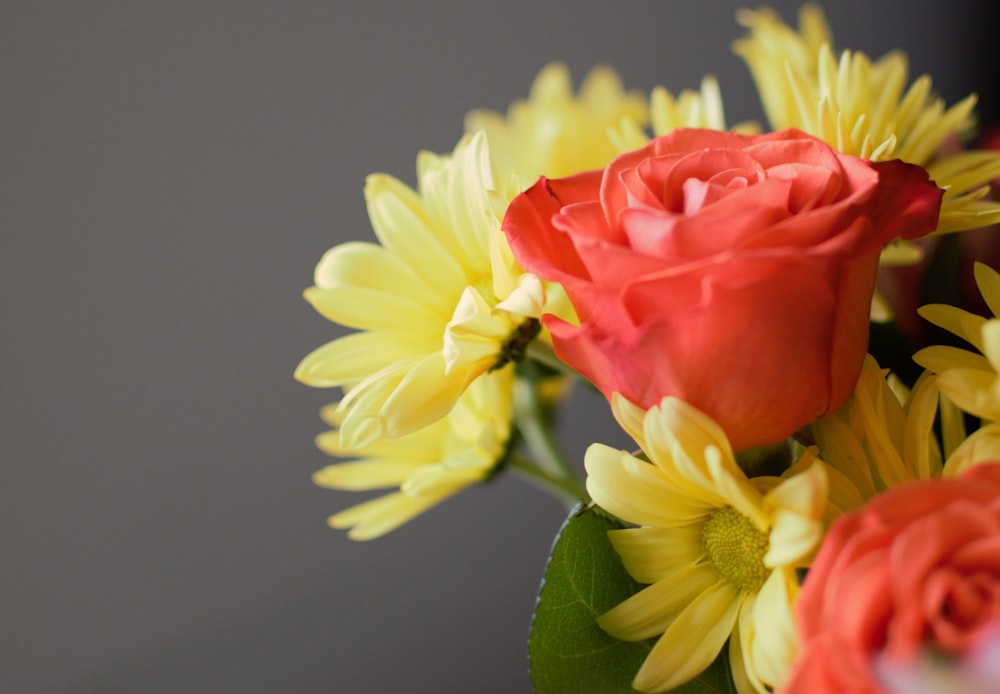 selective focus photography of flowers