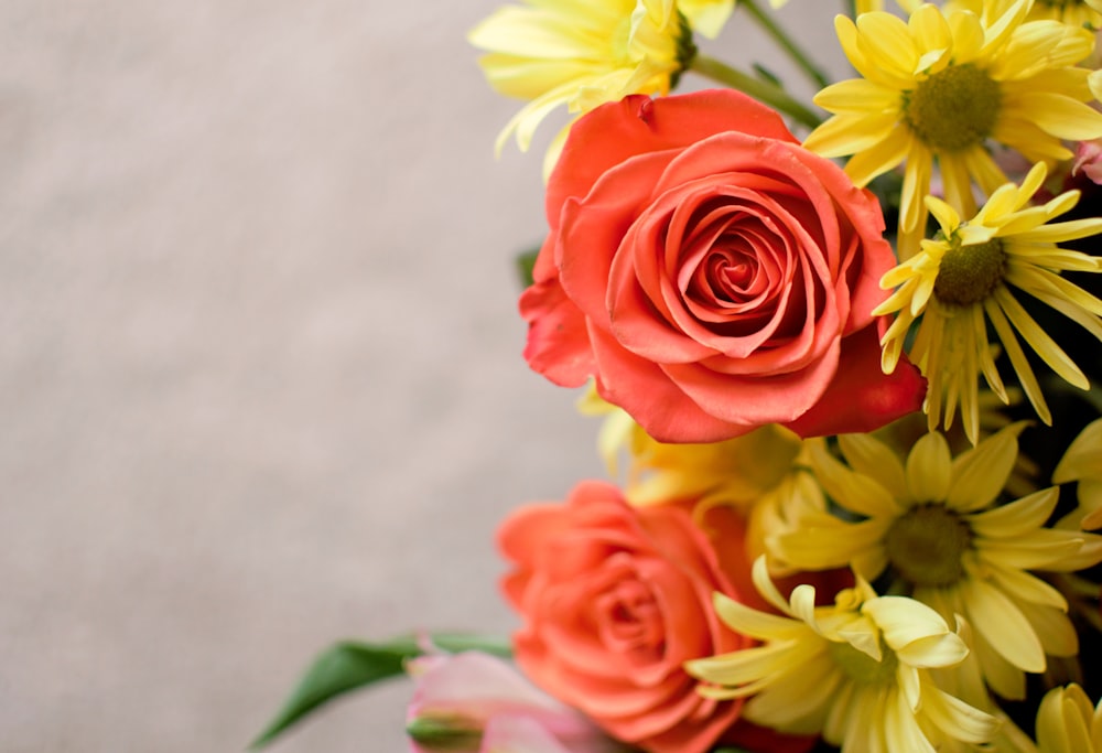 selective focus photography red and yellow petaled flowers