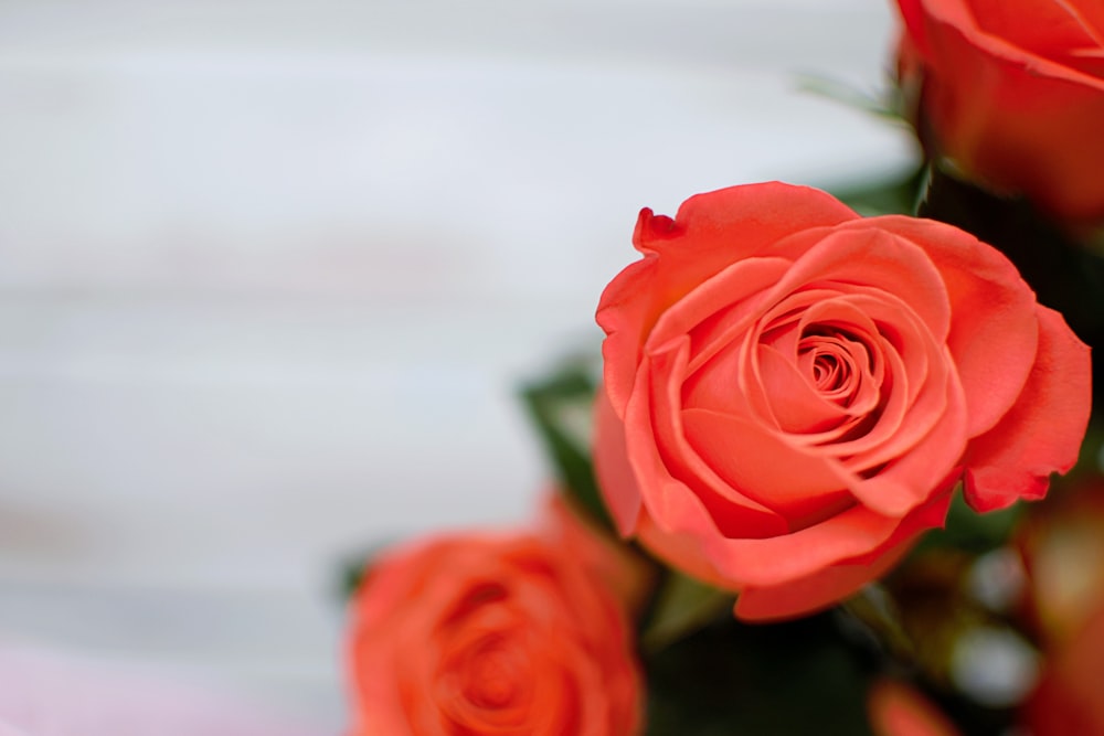 Fotografía de primer plano de flor de rosa roja