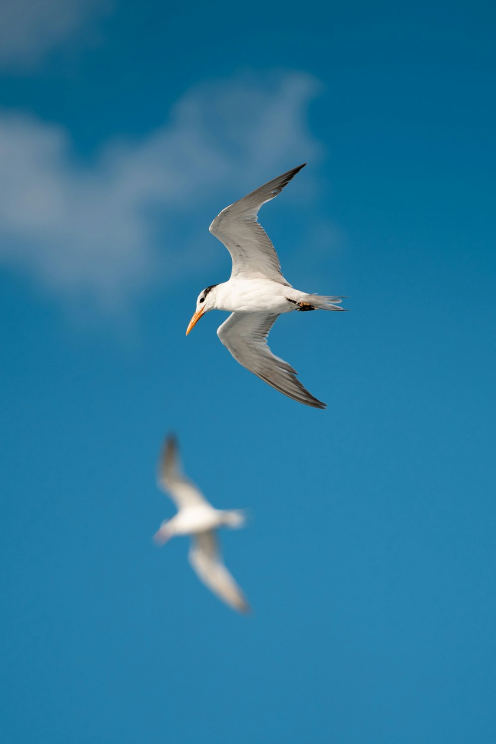 pássaro branco em voo
