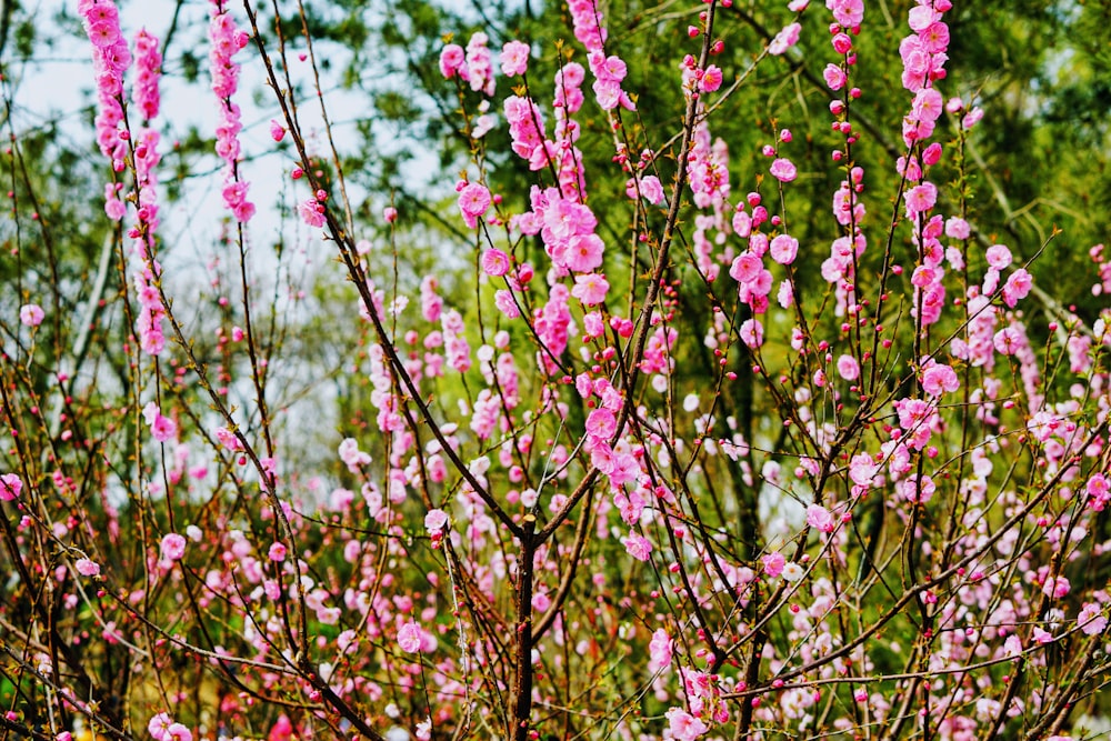 close-up of pink petaled flowers