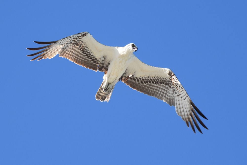 a large bird flying through a blue sky