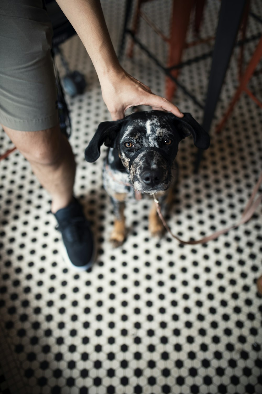 short coated brindle dog sitting on black and white polka-dot carpet