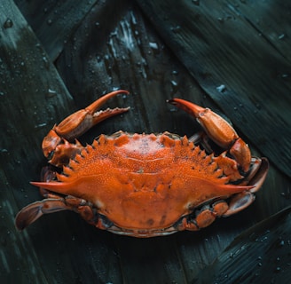 brown crab on brown surface
