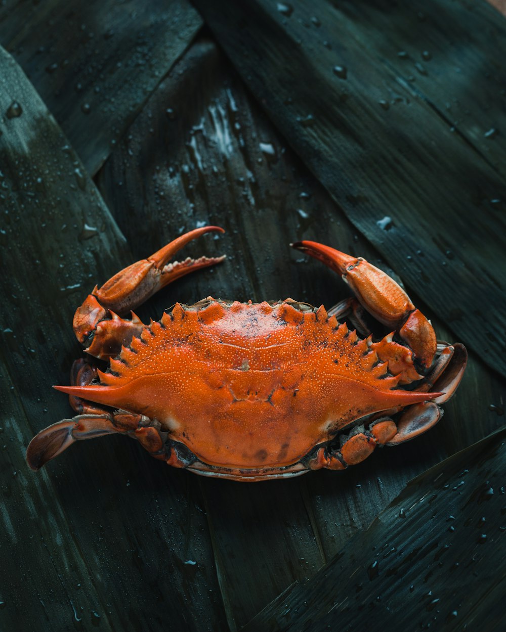 crabe brun sur surface brune