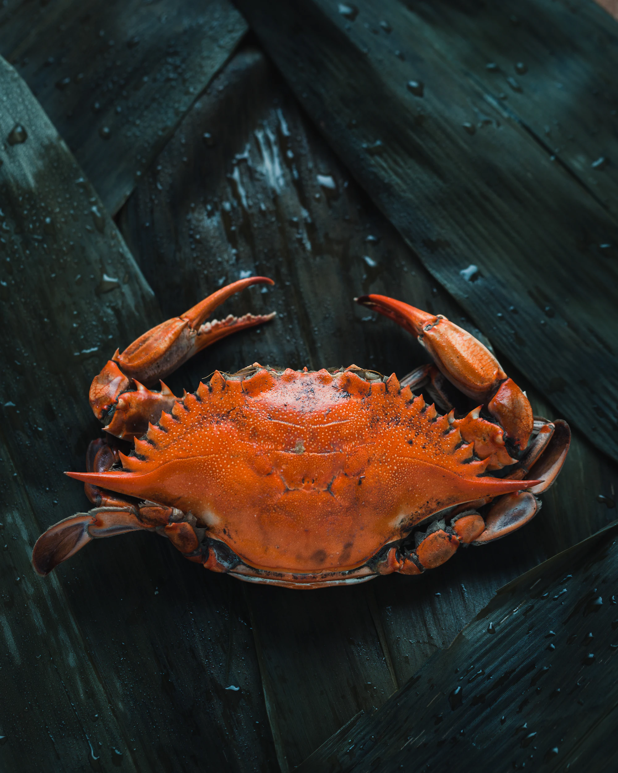 A fresh crab on a dark slate surface