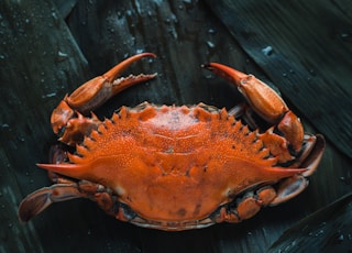 brown crab on brown surface