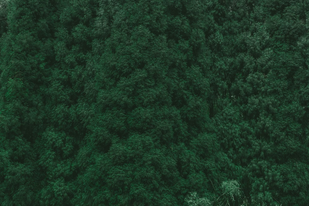 aerial photography of green trees