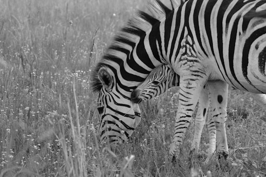 grayscale photography of zebra eating grass in Rietvlei Dam South Africa