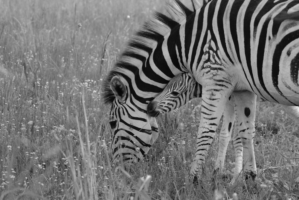 grayscale photography of zebra eating grass