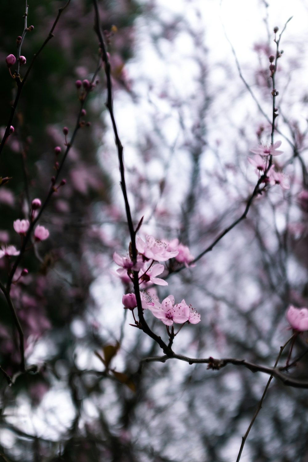 focus photography of pink petaled flowers