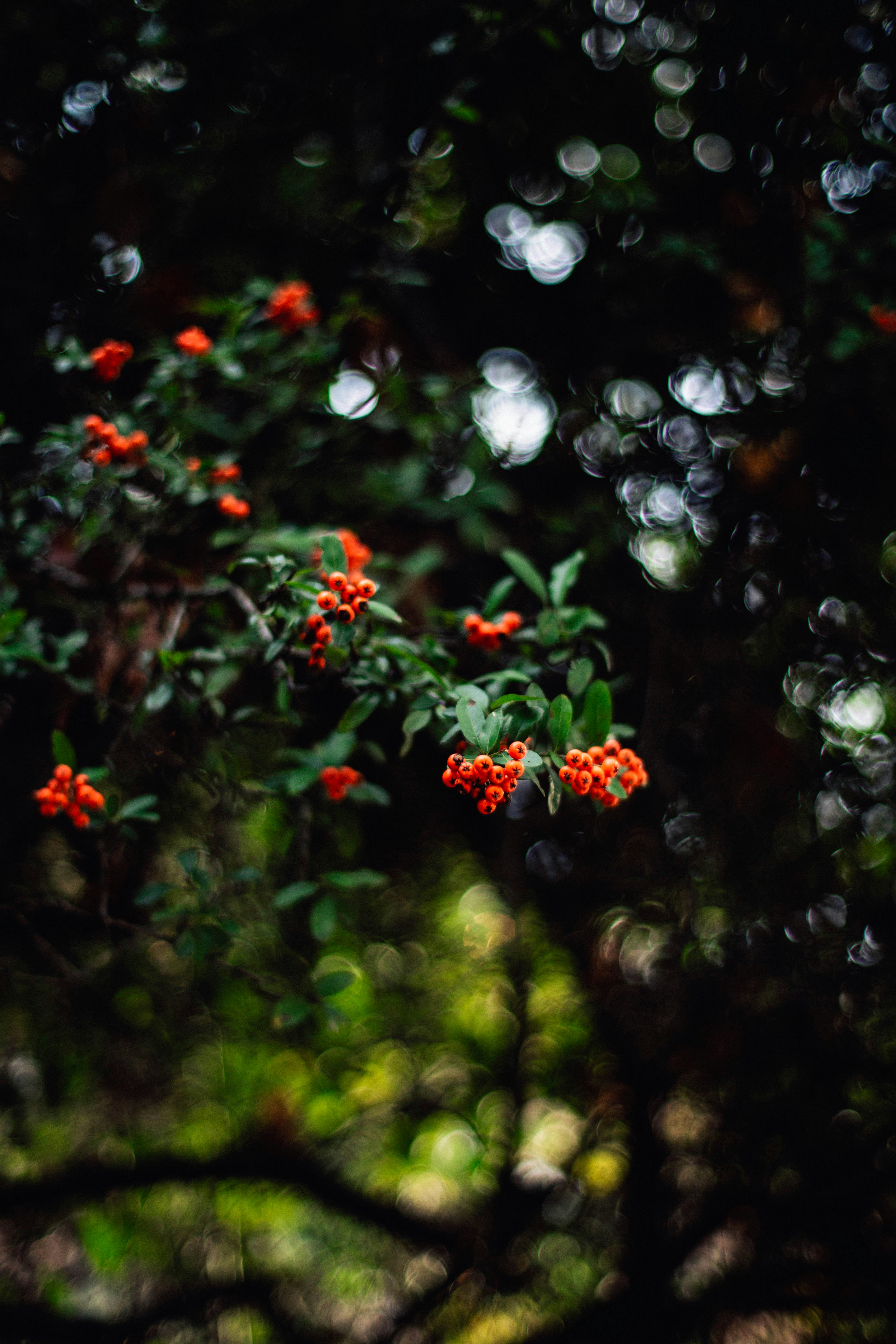 Photo by marisa_mizunaka