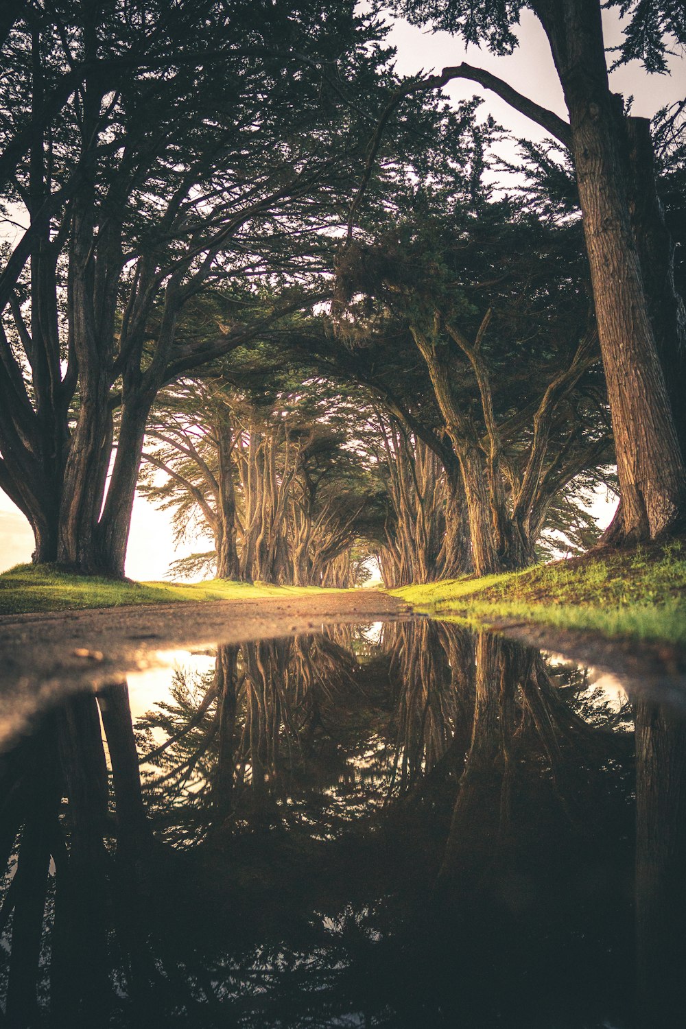 water under tree at daytime