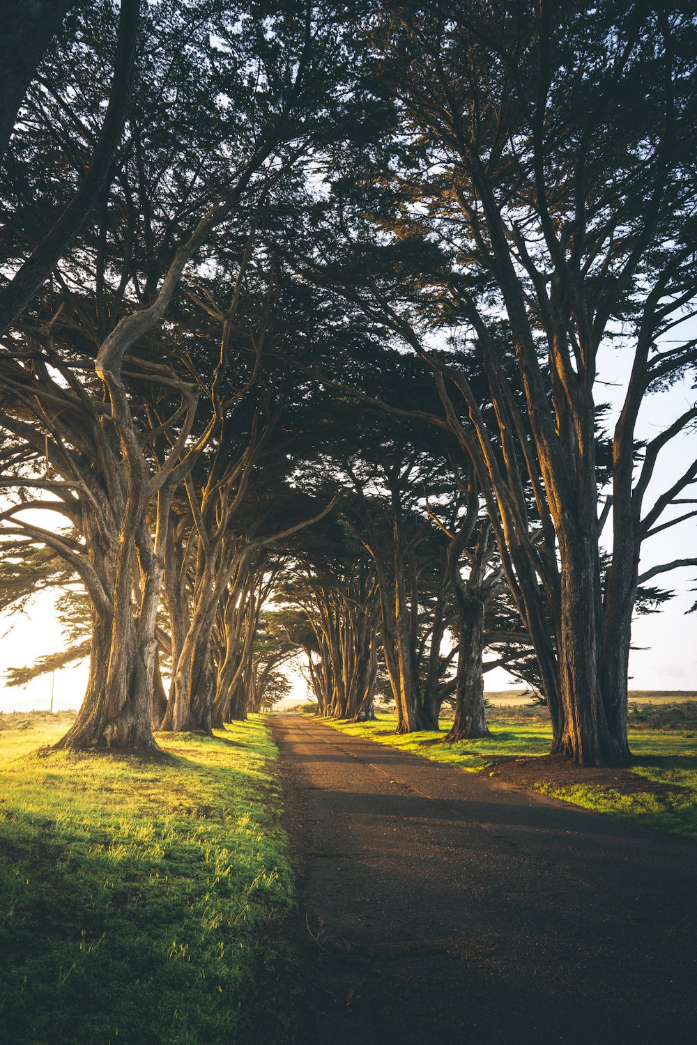 green-leafed trees near road during daytime