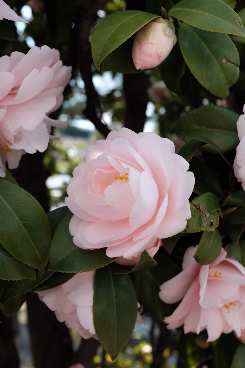 Middlemist Red Camellia