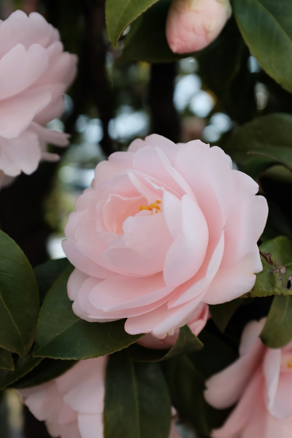 Photographie sélective de la fleur aux pétales roses