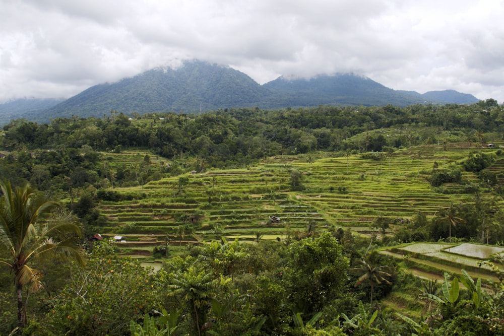 landscape photography of rice field