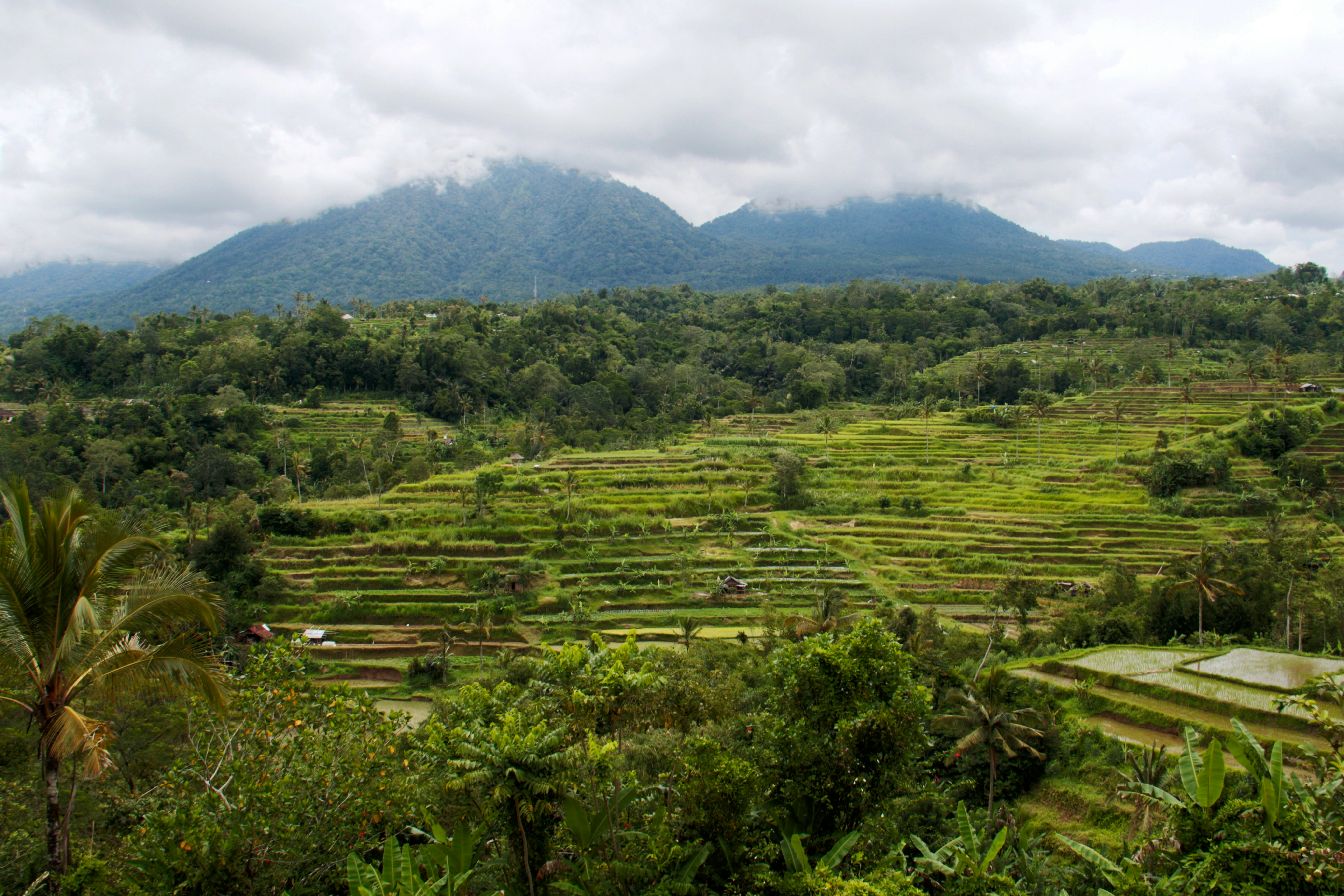 landscape photography of rice field