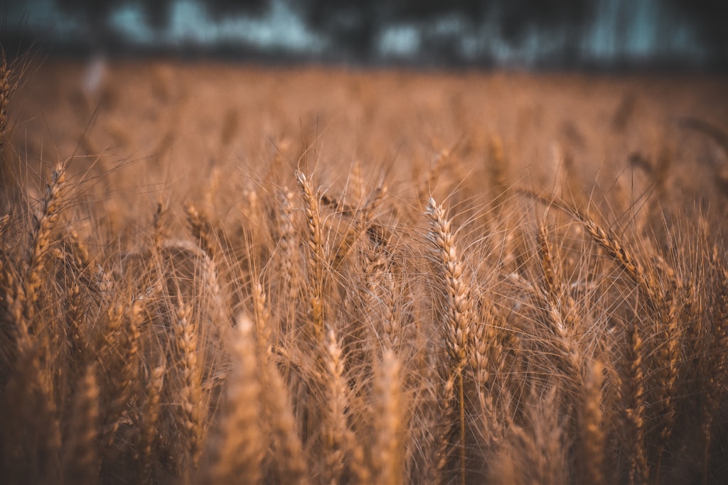 brown wheat in selective-focus photography