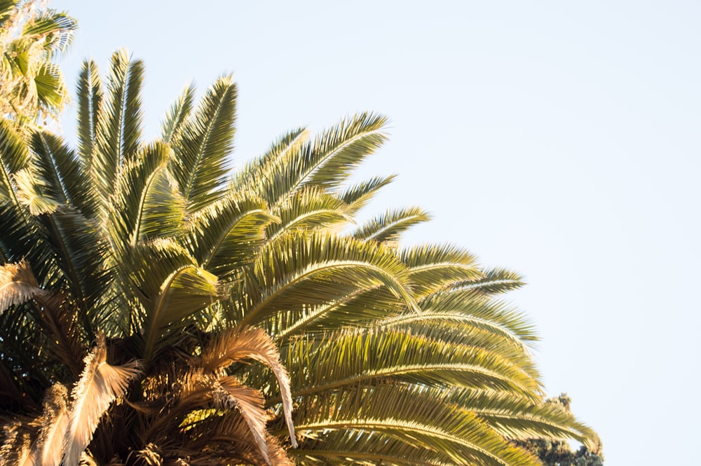 green palm tree under white sky