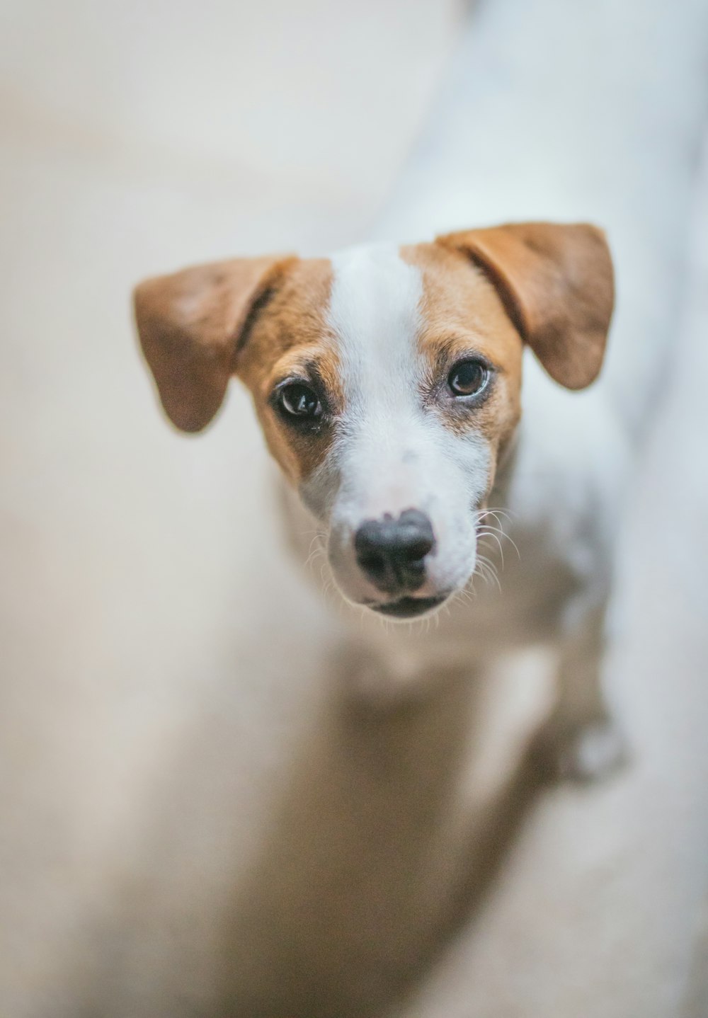 close view of dog 's face