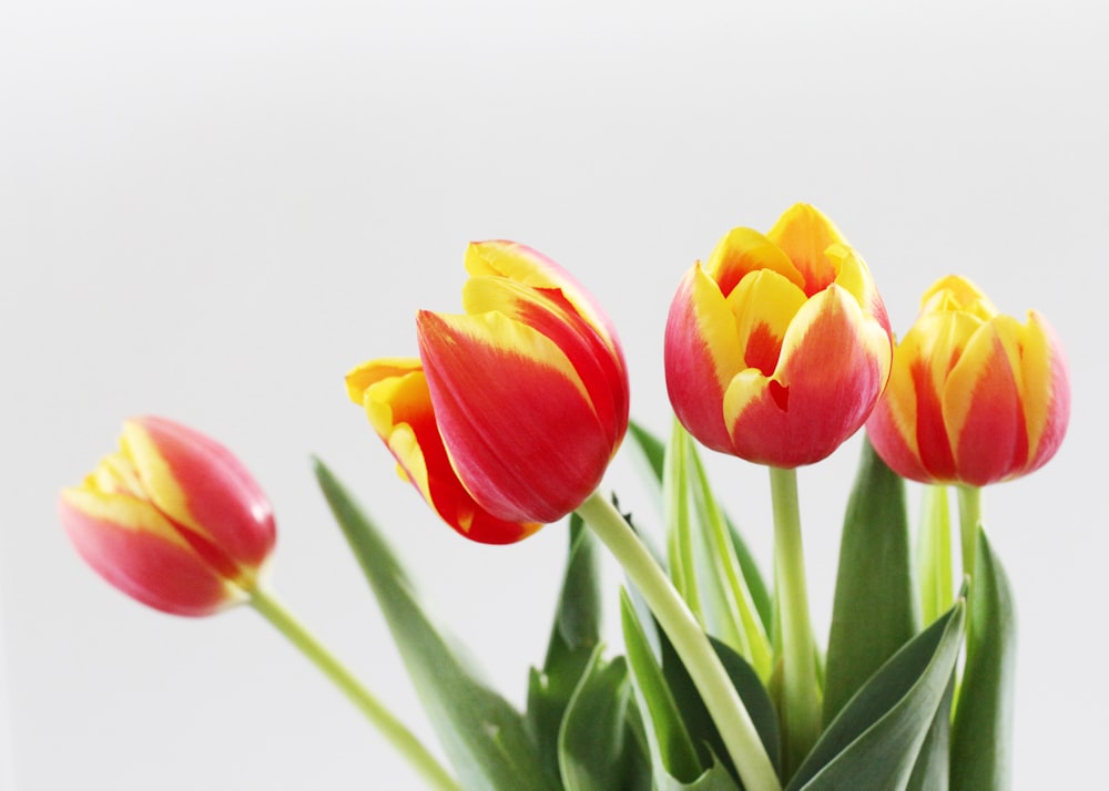 shallow focus photography of red and yellow flowers