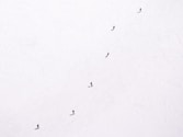 low angle photography of flock of flying birds
