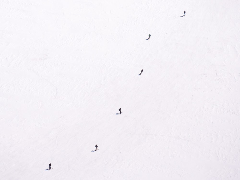 飛翔する鳥の群れのローアングル写真