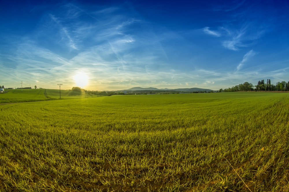 green grass field