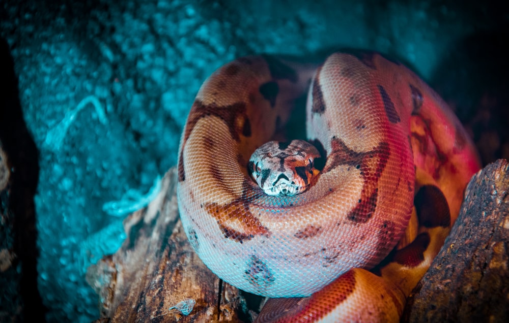 close-up of brown snake