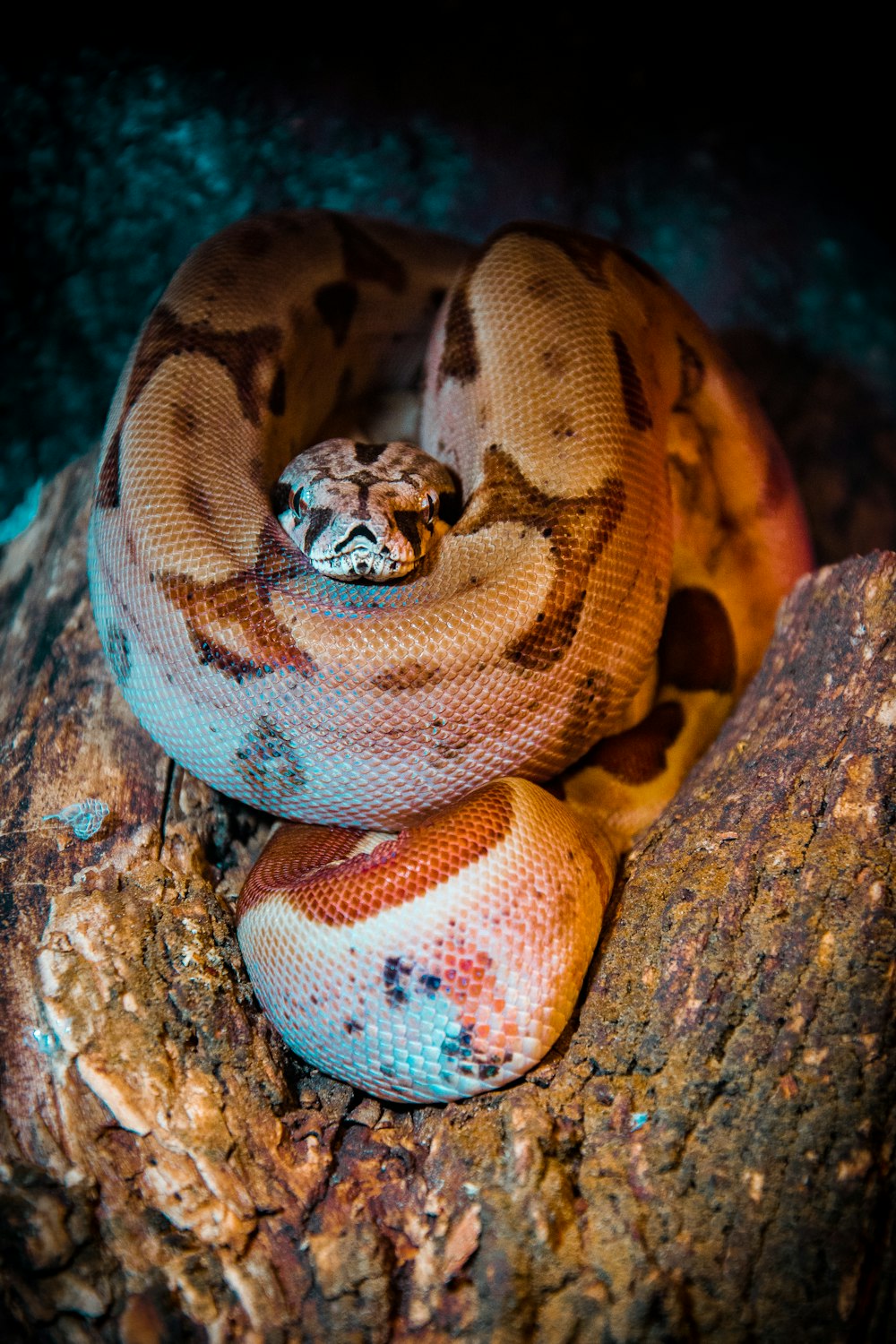 Serpiente marrón en la fotografía enfocada