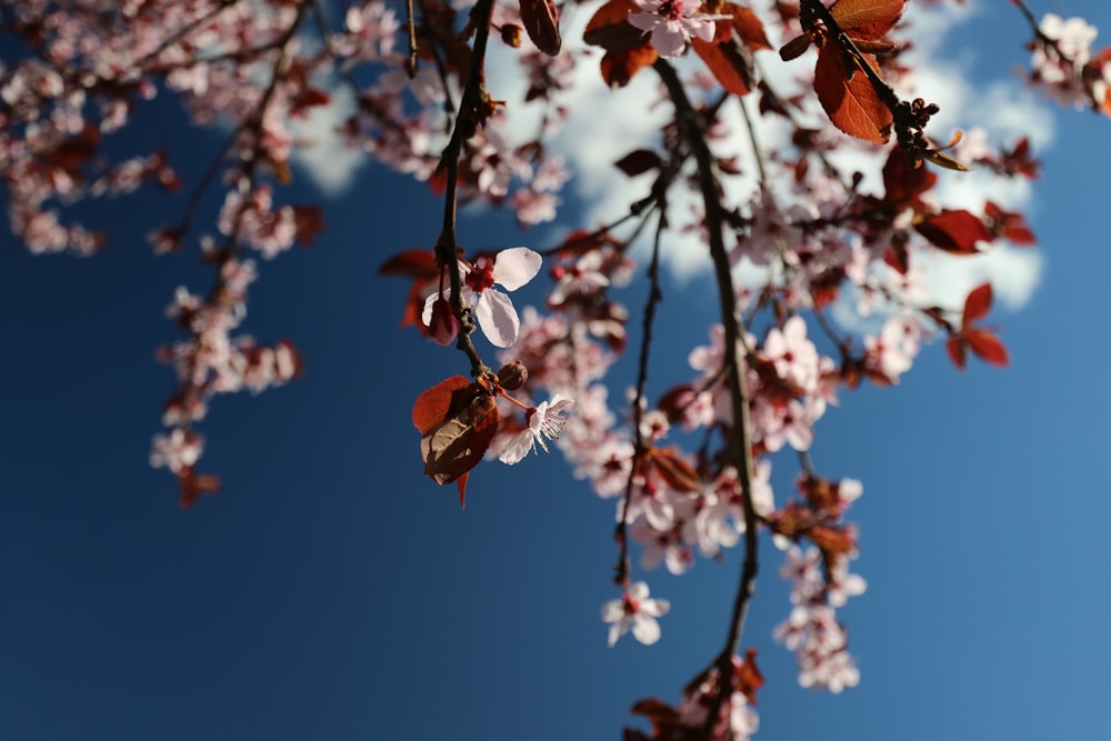 pink petaled flowers