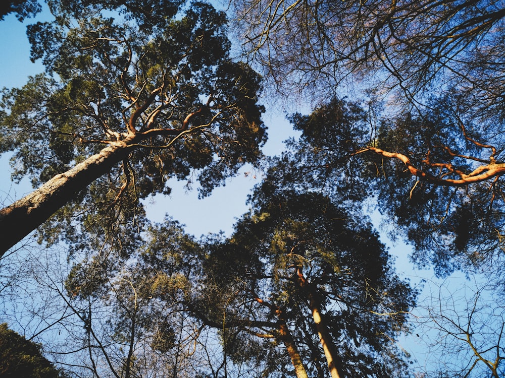 Fotografia dal basso degli alberi