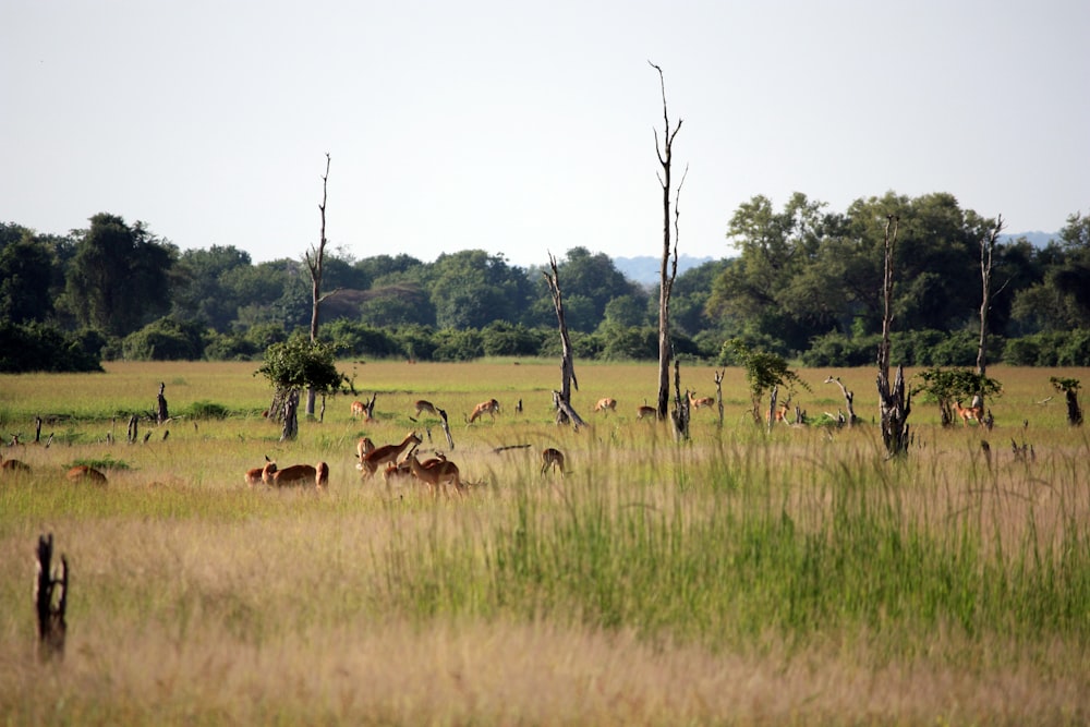 brown animals on pasture during daytime