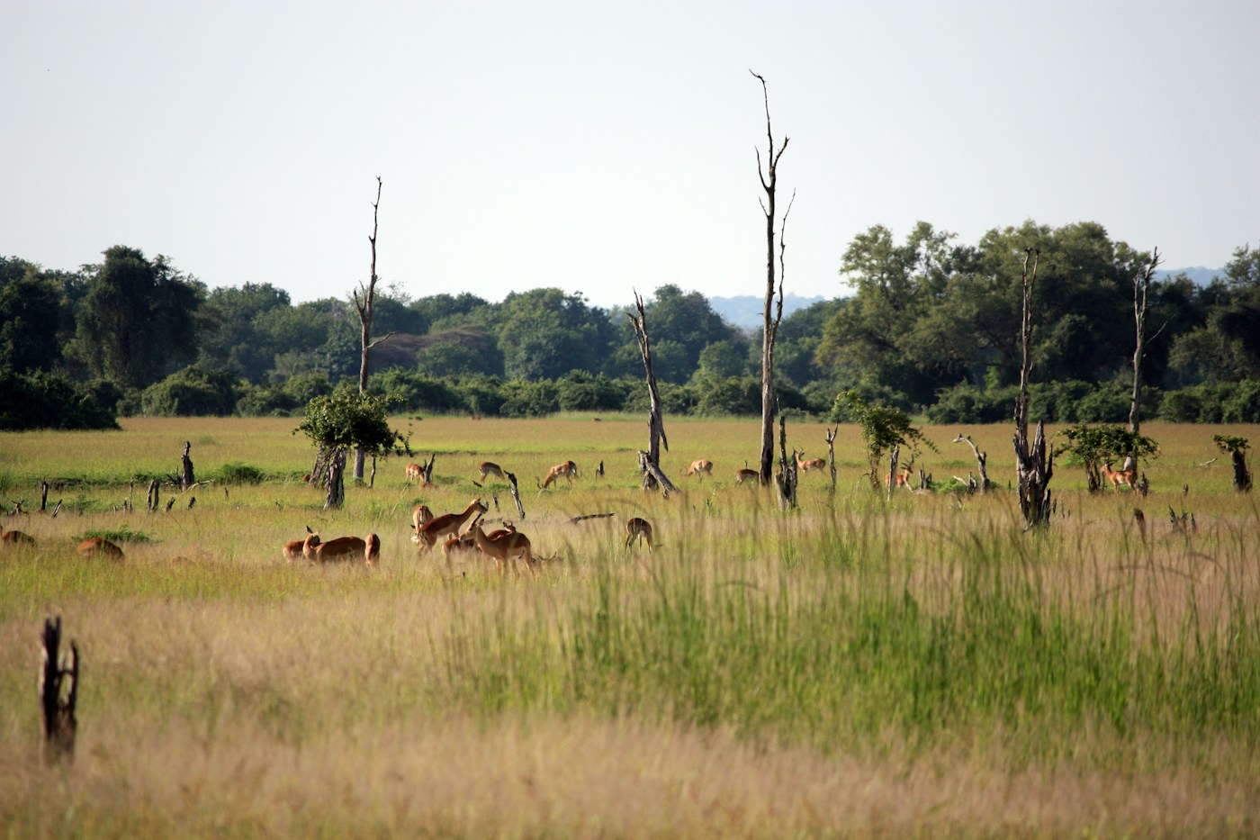 Zambia