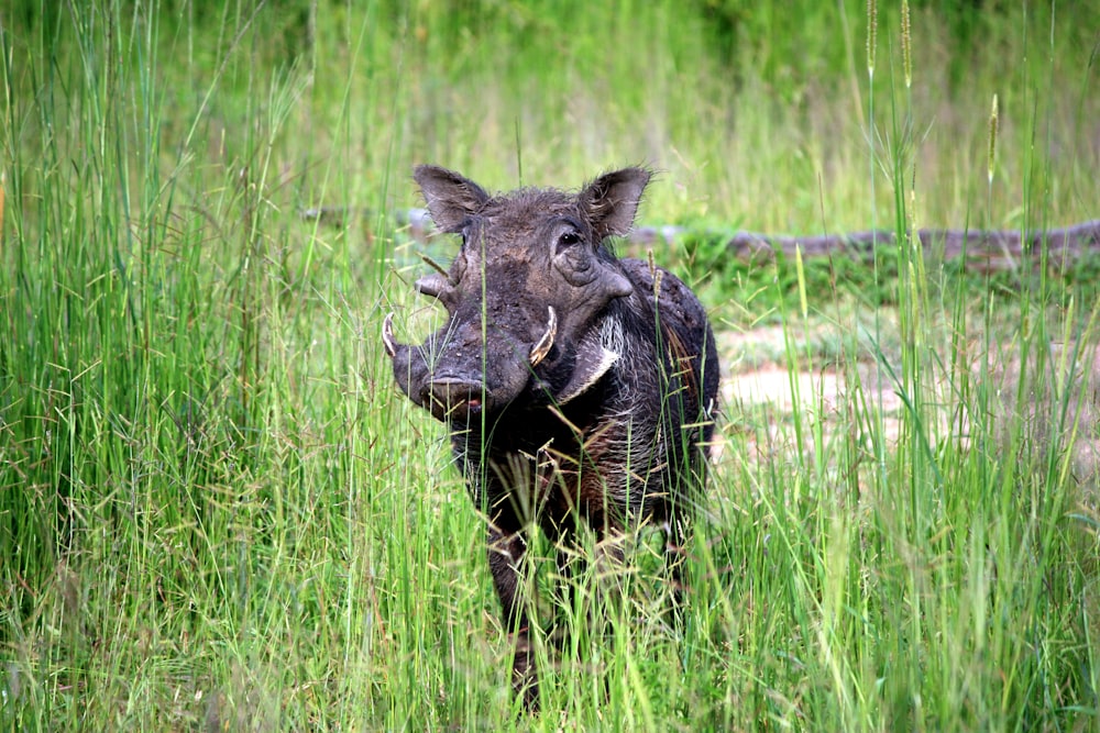 black wild boar on grass field