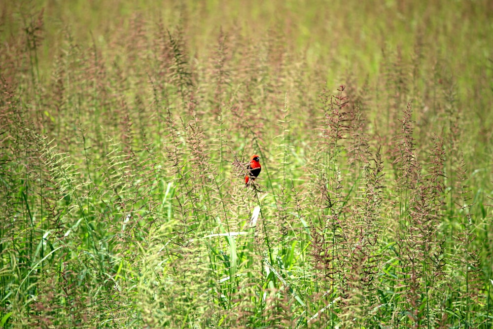 red and black bird surrounded with green plants during daytime