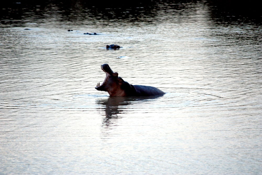 black hippopotamus on clear water at daytime