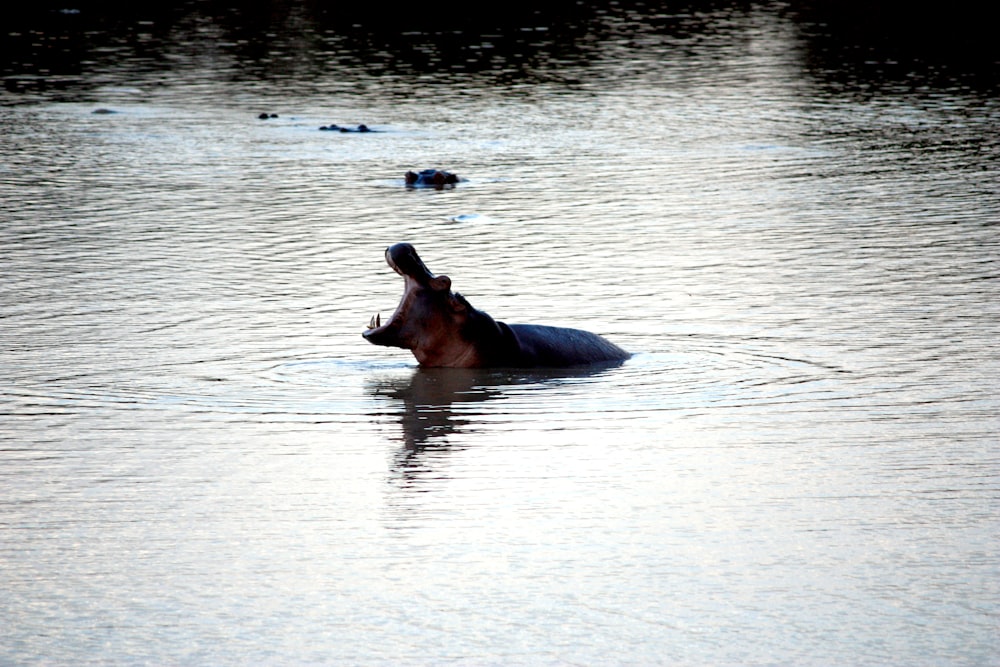 Schwarzes Nilpferd auf klarem Wasser bei Tag
