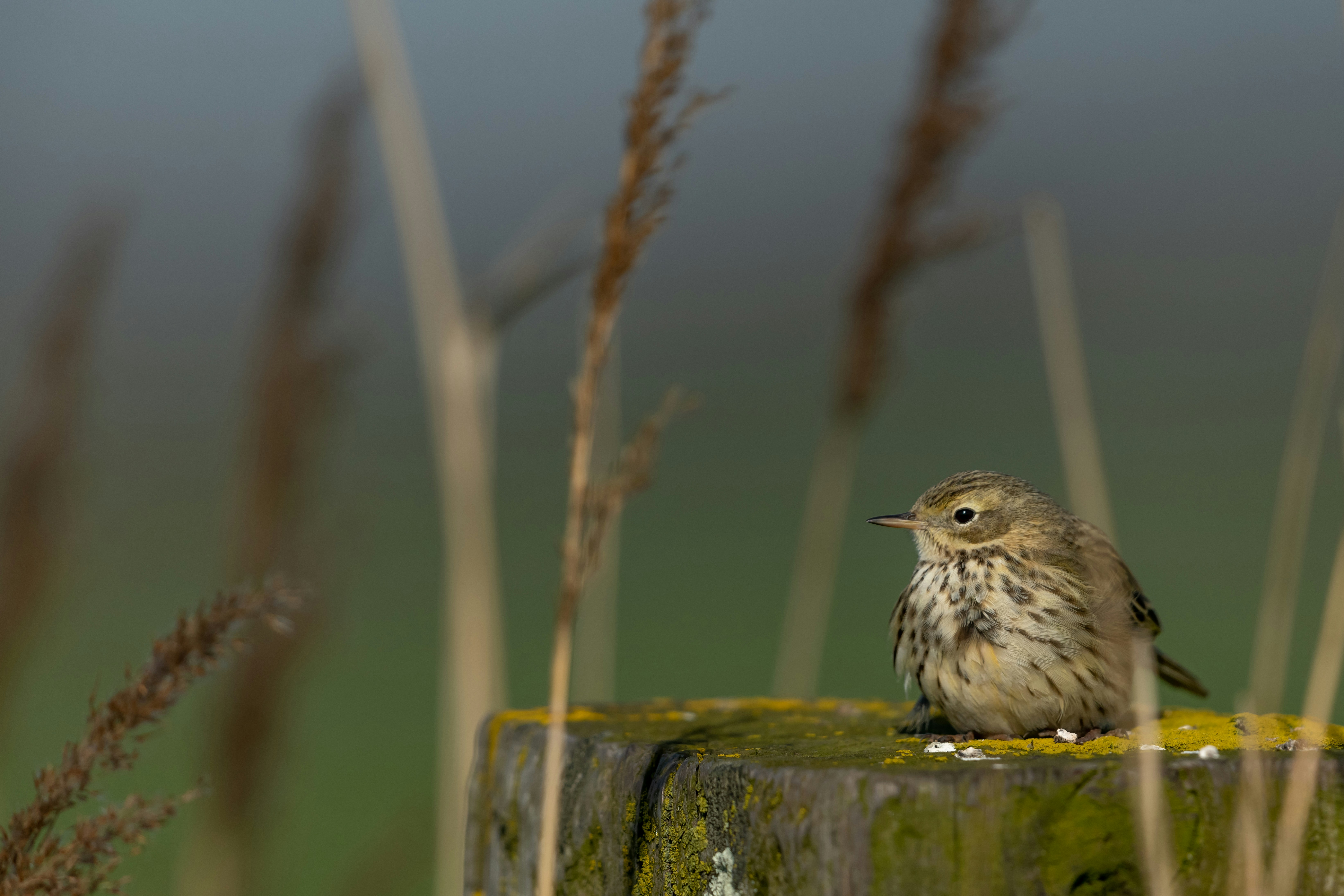 Photo by vincentvanzalinge