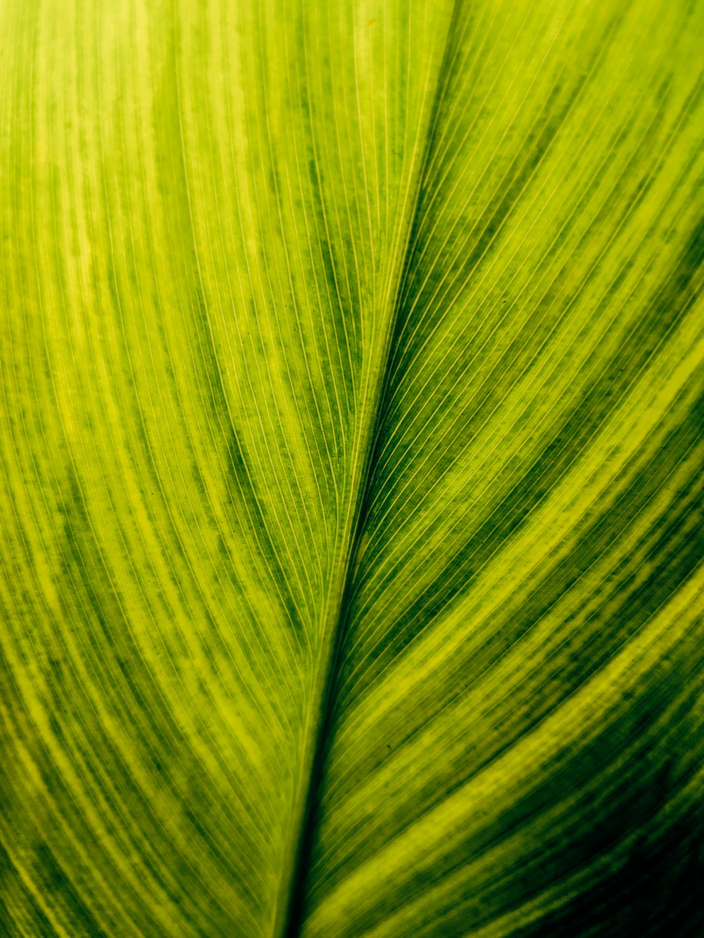 a close up view of a green leaf