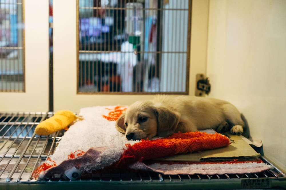 cucciolo fulvo su tessuto rosso e bianco