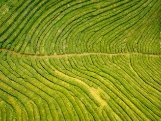 Aerial view of terraced farmland with contour lines and restored pathways in a rural area.