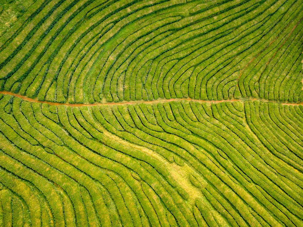 Vista aérea do campo aberto verde