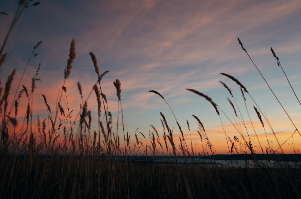 brown grass