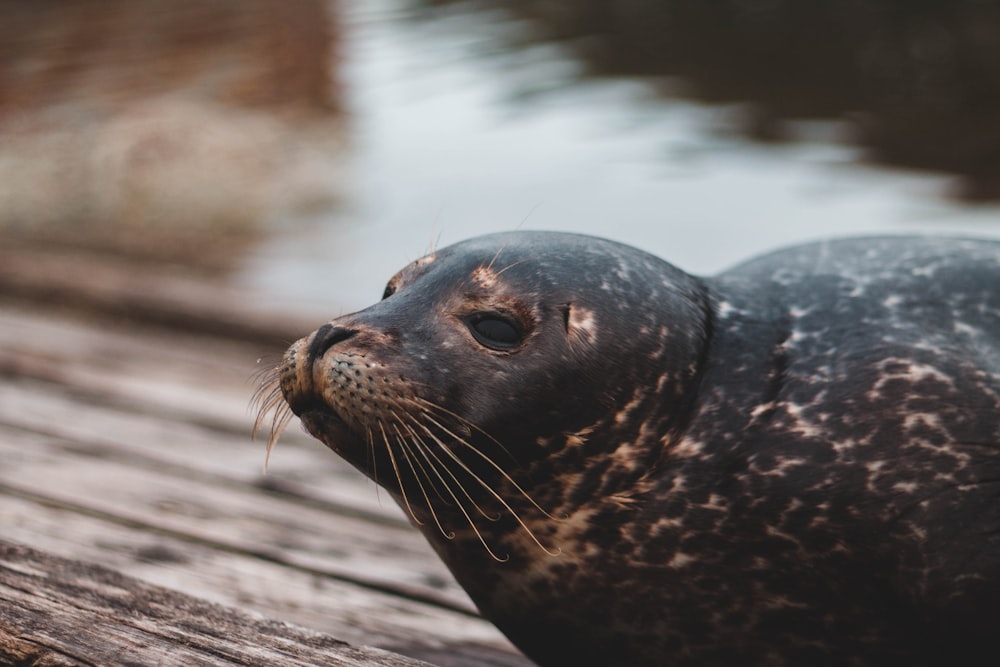 close-up photography of sea lion