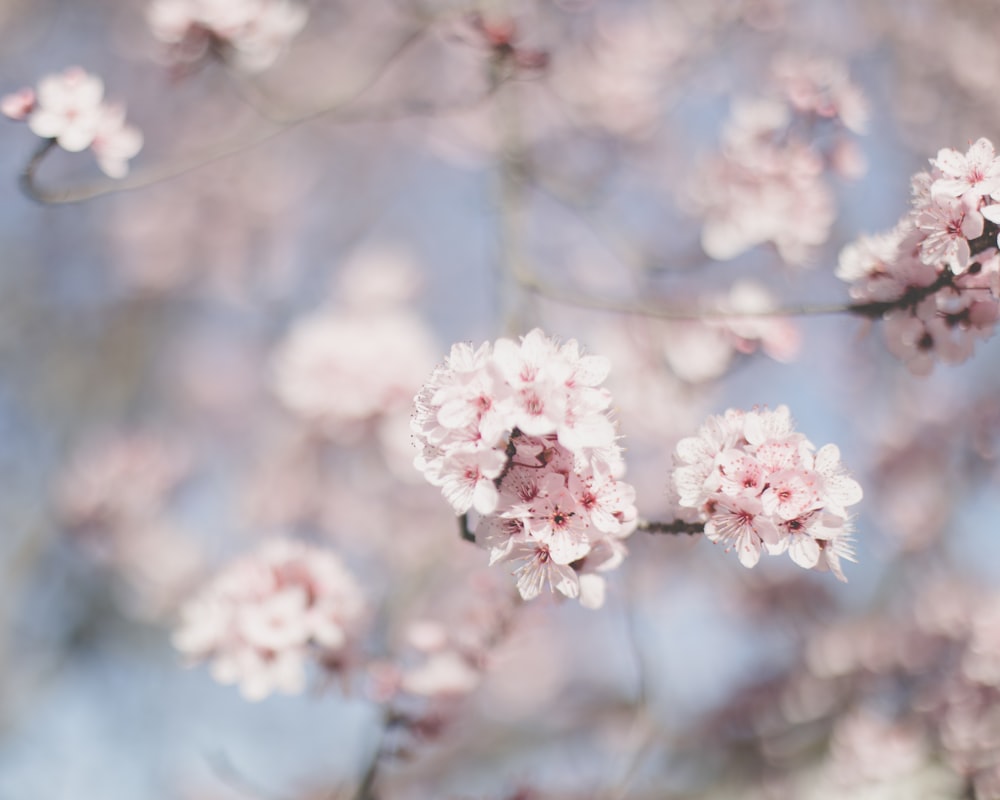 shallow focus photography of white flowers