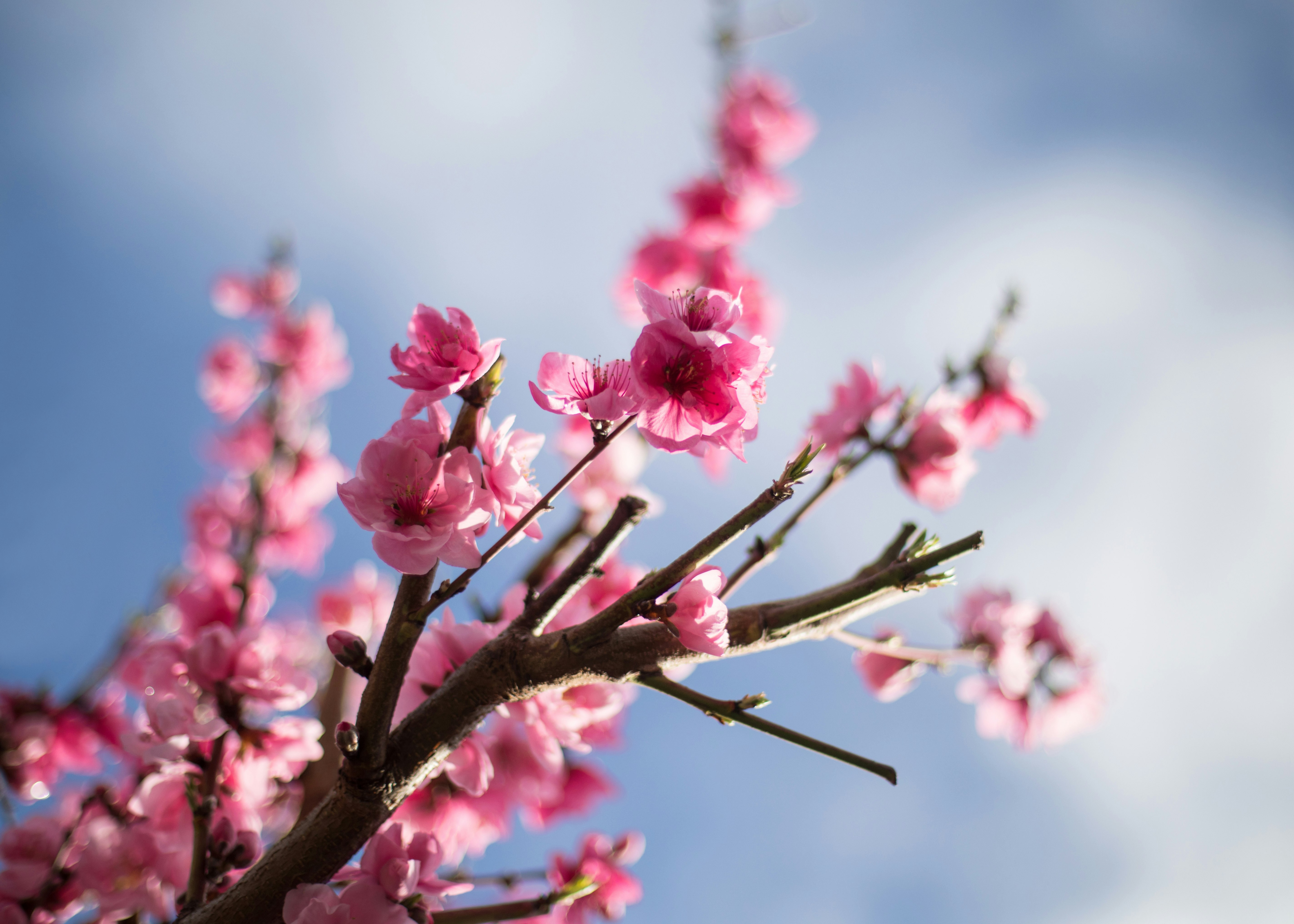 selective focus photography of pink petaled flower