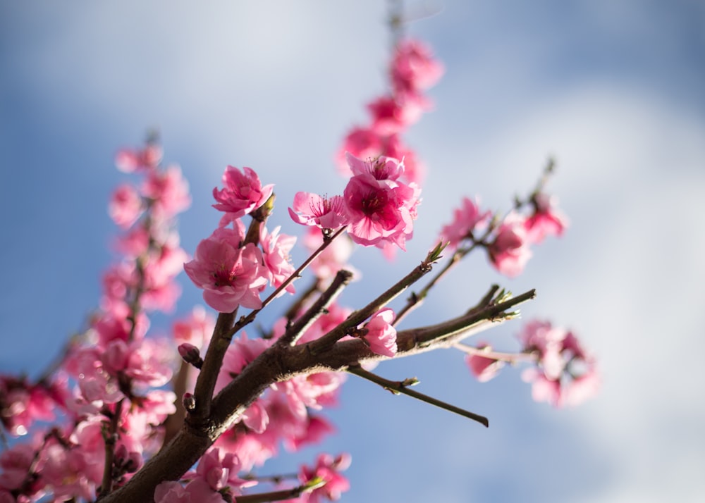 selective focus photography of pink petaled flower