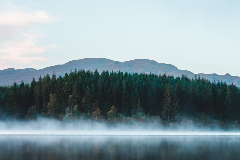 forêt verte et épaisse pendant la journée